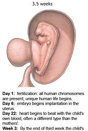 Signs Of Pregnant Women 120