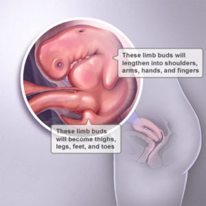 fetal-development-week6