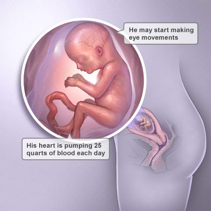 fetal development week 16